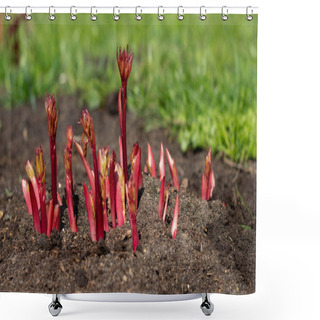 Personality  Peony Shoots Emerging From The Ground In Spring. Shower Curtains