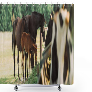 Personality  Selective Focus Of Horses With Cub Eating Hay On Farm, Horizontal Image Shower Curtains