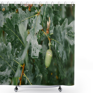 Personality  Green Acorn And Oak Leaves On Tree Shower Curtains