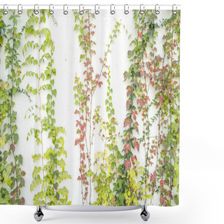 Personality  Ivy Leaves Isolated On A White Background Shower Curtains