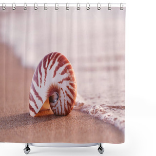Personality  Seashell Nautilus On Sea Beach Under Sunset Sun Light, Canary Island, Spain Shower Curtains