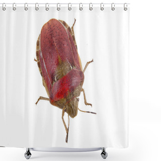 Personality  Sloe Bug On White Background Shower Curtains