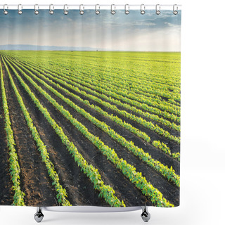 Personality  Soybean Field  Shower Curtains