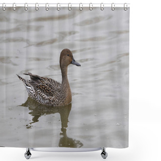 Personality  Northern Pintail (female) (anas Acutas) Shower Curtains