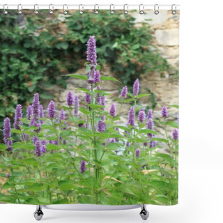 Personality  Flowering Agastache Foeniculum, Also Called Anise Hyssop Or Indian Mint In Herb Garden. Traditional Favourite Decorative Flower Agastache Has Many Medicinal Uses.  Blackberry Bush By The Stone Wall. Shower Curtains