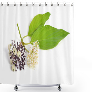Personality  Cornus Alba Or Red-barked, White Or Siberian Dogwood. Isolated On White. Shower Curtains