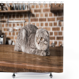 Personality  Scottish Fold Cat  Shower Curtains