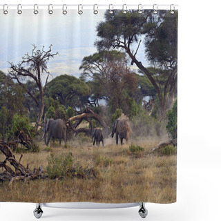 Personality  African Elephants Shower Curtains
