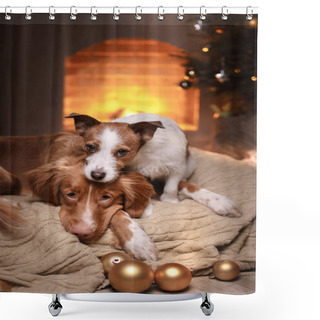 Personality  Dogs Nova Scotia Duck Tolling Retriever And Jack Russell Terrier Christmas Season 2017, New Year Shower Curtains