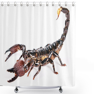 Personality  Scorpion Shower Curtains
