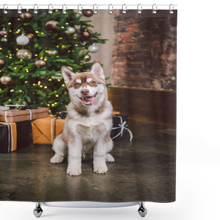Personality  Dog Wolf Breed Husky White-brown Color Sits Near Christmas Tree. Pet Poses Near Fir Tree Of Decorated New Years House In Living Room At Evening. Siberian Husky On Christmas Eve Concept. Shower Curtains
