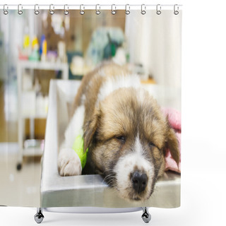 Personality  Cute Puppy Ill And Sleep On Operating Table In Veterinarian's Cl Shower Curtains