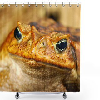 Personality  Large Tropical Toad Close-up Shower Curtains