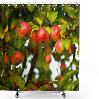 Personality  Apple Tree Shower Curtains