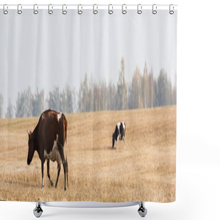 Personality  Horizontal Image Of Cows Walking In Field Against Grey Sky  Shower Curtains