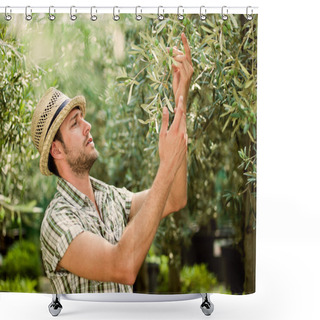 Personality  Farmer Is Harvesting Olives And Checking The State Of Maturity Shower Curtains