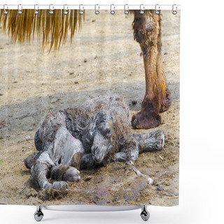 Personality  Bactrian Camel Foal, Its Scientific Name Is Camelus Bactrianus Shower Curtains
