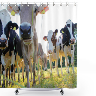 Personality  Young Brown And Simmental Cows In The Pasture In The Evening Light Shower Curtains