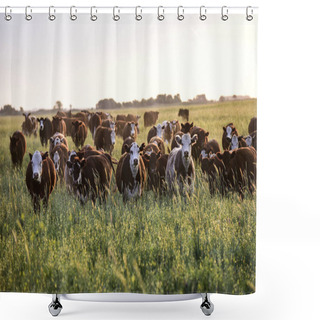 Personality  Steers And Heifers Raised With Natural Grass Shower Curtains