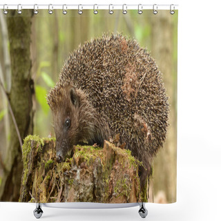 Personality  Close Up Vierw Of Cute Little Hedgehog Shower Curtains