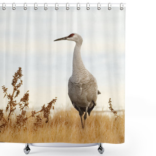 Personality  Sandhill Crane - New Mexico Shower Curtains