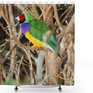 Personality  Gouldian Finch, Chloebia Gouldiae, Australia Shower Curtains