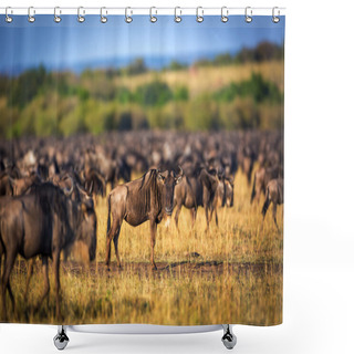 Personality  Big Group Of Wildebeest In Kenya Shower Curtains