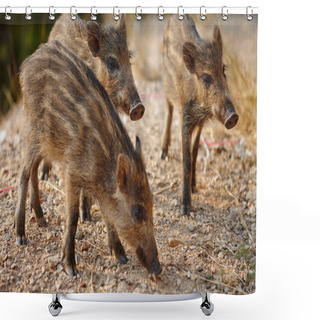 Personality  Wild Boars Graze On Nature Shower Curtains