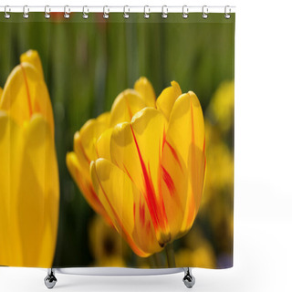 Personality  Yellow Tulip Closeup Shower Curtains