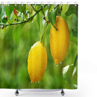 Personality  Yellow Lemons Hanging On Tree Shower Curtains