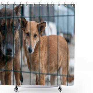 Personality  Dog At The Shelter. Lonely Dog In Cage. Homeless Dog Behind The Bars Shower Curtains