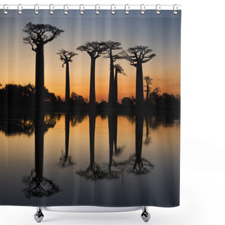 Personality  Beautiful Baobab Trees Shower Curtains