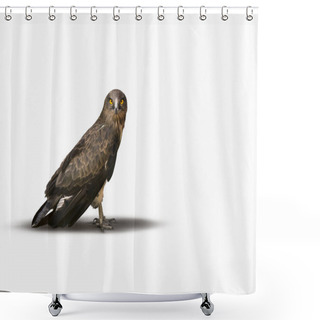 Personality  Falcon Looking At Camera On A White Background. Shower Curtains