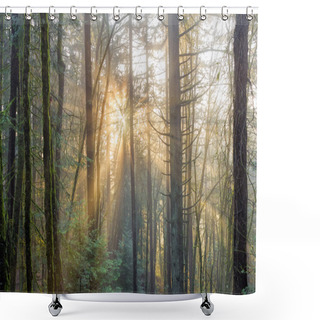 Personality  Sun Rays Through The Mist In The Forest Shower Curtains
