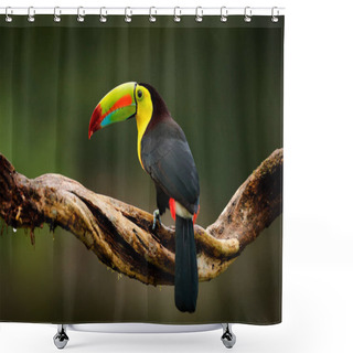 Personality  Keel-billed Toucan Bird Shower Curtains