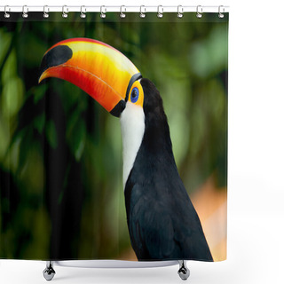 Personality  Toco Toucan Shower Curtains