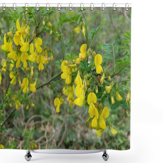 Personality  Selective Focus Closeup Shot Of Cute Yellow Caesalpinia Flowering Plants Shower Curtains