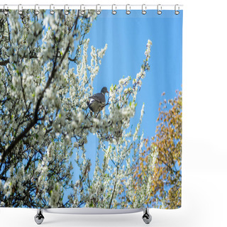 Personality  Pigeon Sitting On Branch With Flowers Of Cherry Blossom Tree In Botanical Garden Shower Curtains