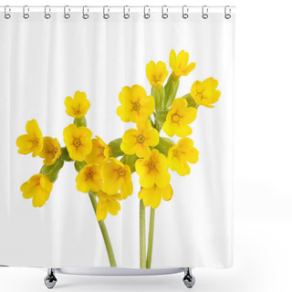Personality  Cowslip Flowers Isolated On White Shower Curtains