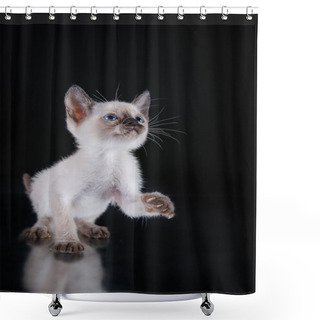 Personality  Burma Kitten. Portrait On A Black Background Shower Curtains