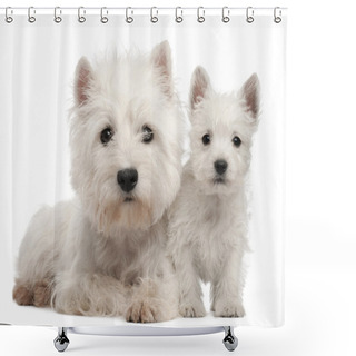 Personality  Two West Highland Terrier Puppies, 4 Months Old And 7 Weeks Old, In Front Of White Background Shower Curtains