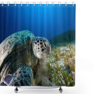 Personality  Green Turtle In The Red Sea. Shower Curtains