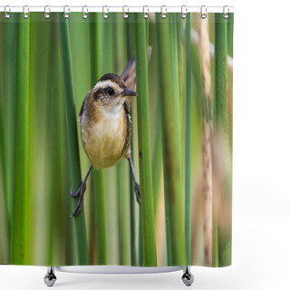 Personality  Wren Like Rushbird, In Marsh Environment, Patagonia, Argentina Shower Curtains