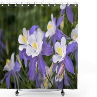 Personality  Blooming Blue Columbine Wildflower Shower Curtains