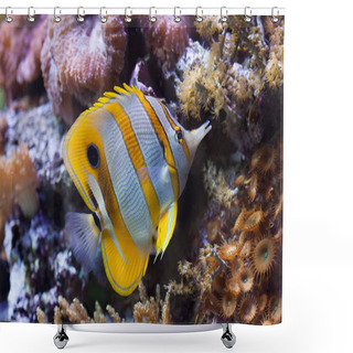 Personality  Copperband Butterflyfish (Chelmon Rostratus). Shower Curtains