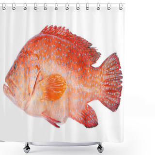 Personality  Red-banded Grouper Isolated On White Background Shower Curtains