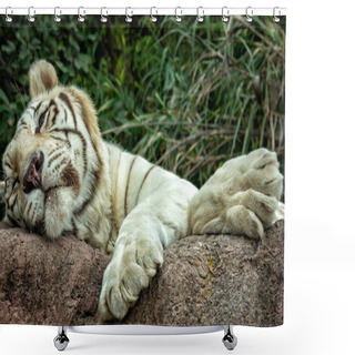 Personality  White Tiger Or Bengal Tiger Sleeping On The Rock. Shower Curtains