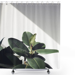 Personality  Ficus Plant With Sunlight Shower Curtains
