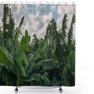 Personality  Green Palm Leaves Against Sky With White Clouds  Shower Curtains