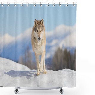 Personality  Tundra Wolf (Canis Lupus Albus) Running In The Winter Snow With The Mountains In The Background Shower Curtains